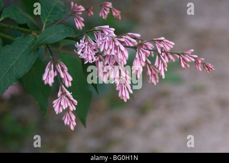 SYRINGA X JOSIFLEXA BELLICENT Stockfoto