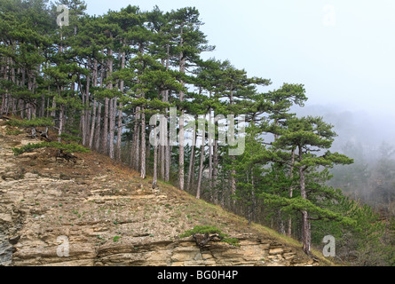 Sommer nebligen Wald aus Pinien auf Hügel (Berg Aj-Petri, Krim, Ukraine) Stockfoto