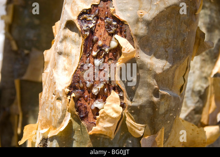 Weihrauch, der Harz sickert heraus in einen Schnitt im Baum Rinde, südlichen Dhofar-Gebirge, Salalah, Oman, Naher Osten Stockfoto