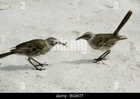 Spöttische Vögel, Espanola Insel, Galapagos, Ecudaor, Südamerika Stockfoto