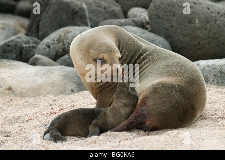 Seelöwen und Welpe, Santa Cruz Island, Galapagos, Ecuador, Südamerika Stockfoto