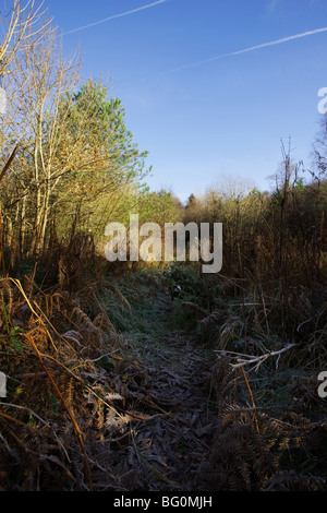 Morgen Frost Stockfoto
