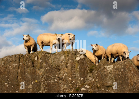 Beltex Schafe in schottischen Landschaft Stockfoto