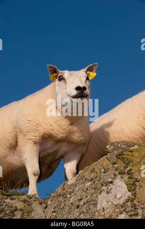 Beltex Schafe in schottischen Landschaft Stockfoto