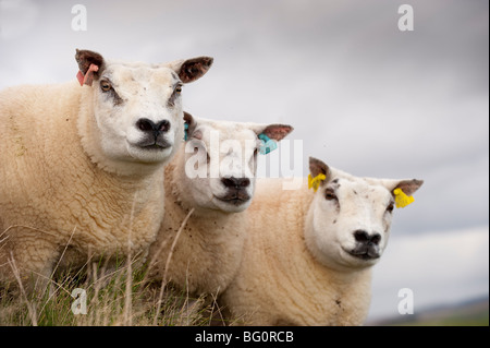 Beltex Schafe in schottischen Landschaft Stockfoto