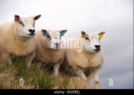 Beltex Schafe in schottischen Landschaft Stockfoto