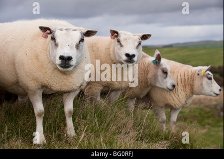 Beltex Schafe in schottischen Landschaft Stockfoto