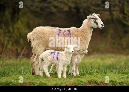 EWE und ihr Zwilling Lämmer Stockfoto