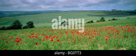 Mohnblumen im Juni, The South Downs in der Nähe von Brighton, Sussex, England, Vereinigtes Königreich, Europa Stockfoto