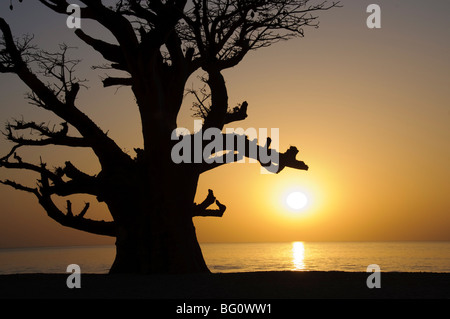 Baobab-Baum, Sine Saloum-Delta, Senegal, Westafrika, Afrika Stockfoto