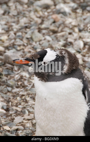 Gentoo Penguin, Mauser, Cuverville Island, antarktische Halbinsel, Antarktis, Polarregionen Stockfoto