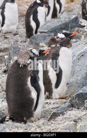 Mauser Gentoo Penguins, Cuverville Island, antarktische Halbinsel, Antarktis, Polarregionen Stockfoto