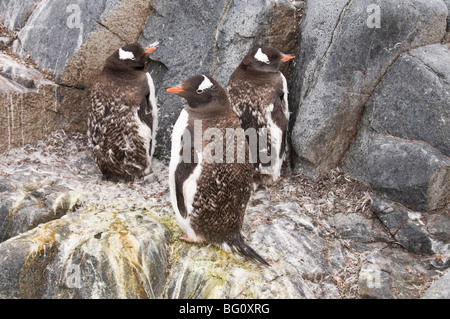 Mauser Gentoo Penguins Jougla Point in der Nähe von Port Lockroy, antarktische Halbinsel, Antarktis, Polarregionen Stockfoto