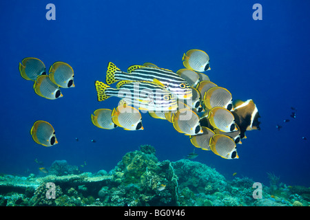 Zwei Orientalische Süßlippen, Plectorhinchus Vittatus und eine Schule der philippinischen Butterflyfish, Chaetodontidae Adiergastos, unter Wasser. Stockfoto