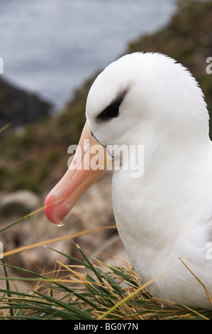 Black-browed Albatross, West Point Insel, Falkland-Inseln, Südamerika Stockfoto