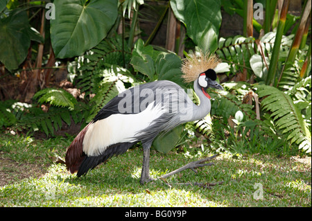 Grey gekrönter Kran Balearica regulorum Stockfoto