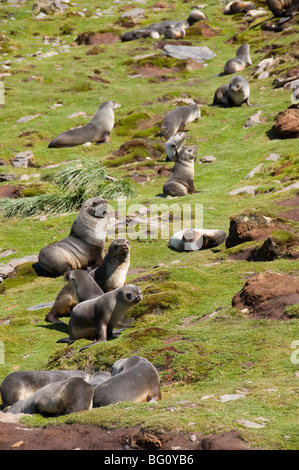 Robben, Moltke Hafen, Royal Bay, Südgeorgien, Süd-Atlantik Stockfoto