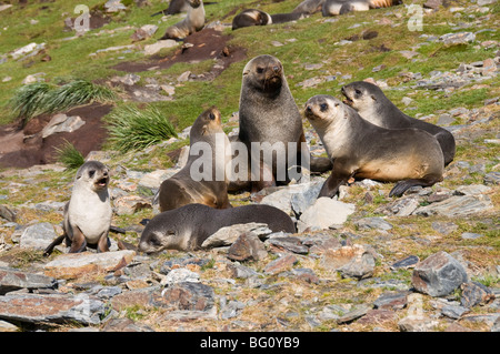 Robben, Moltke Hafen, Royal Bay, Südgeorgien, Süd-Atlantik Stockfoto