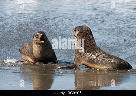 Robben, Moltke Hafen, Royal Bay, Südgeorgien, Süd-Atlantik Stockfoto