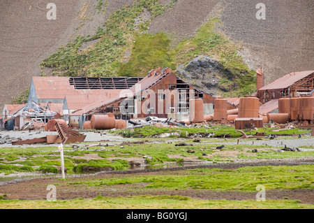 Robben vor alten Whaling Station Stromness Bay, Südgeorgien, Süd-Atlantik Stockfoto