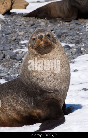 Pelz Manschetten an Brown Bluff, antarktische Halbinsel, Antarktis, Polarregionen Stockfoto