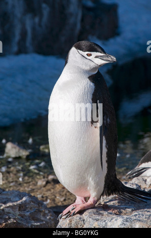 Kinnriemen Pinguin, Gourdin Insel, antarktische Halbinsel, Antarktis, Polarregionen