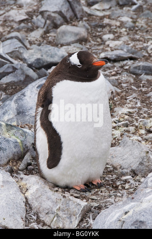 Gentoo Penguin, Cuverville Island, antarktische Halbinsel, Antarktis, Polarregionen Stockfoto