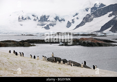 Adelie-Pinguine während der Mauser, Yalour Insel, antarktische Halbinsel, Antarktis, Polarregionen Stockfoto