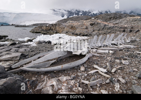 Alten Walskelett, Jougla Point in der Nähe von Port Lockroy, antarktische Halbinsel, Antarktis, Polarregionen Stockfoto