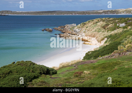 Gypsy Cove, Yorke Bay, Port Stanley, Falkland-Inseln, Südamerika Stockfoto