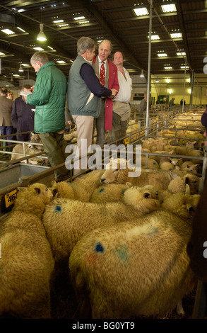 Schafe Absatzmarkt in Exeter, Devon, UK Stockfoto