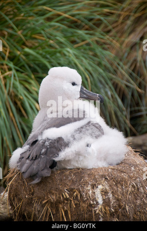 Black-browed Albatros Küken, West Point Insel, Falkland-Inseln, Südamerika Stockfoto