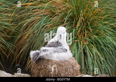 Black-browed Albatros Küken, West Point Insel, Falkland-Inseln, Südamerika Stockfoto