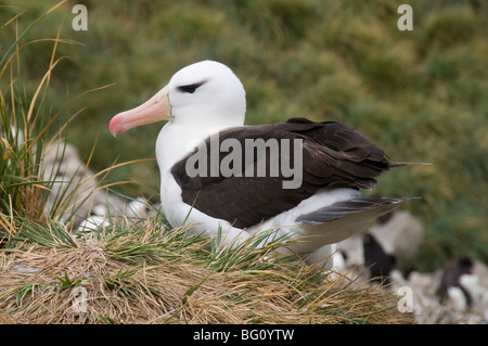 Black-browed Albatross, West Point Insel, Falkland-Inseln, Südamerika Stockfoto