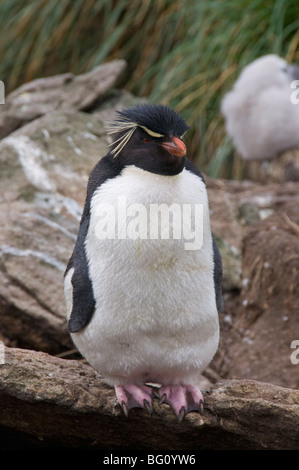 Rockhopper Pinguine, West Point Insel, Falkland-Inseln, Südamerika Stockfoto