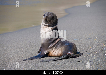 Robben, Moltke Hafen, Royal Bay, Südgeorgien, Süd-Atlantik Stockfoto