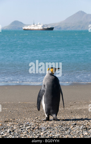 König Pinguin, Moltke Hafen, Royal Bay, Südgeorgien, Süd-Atlantik Stockfoto