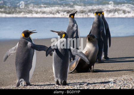 Königspinguine und Seebär, Moltke Hafen, Royal Bay, Südgeorgien, Süd-Atlantik Stockfoto