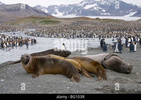 Junge See-Elefanten und König Penguins, St. Andrews Bay, Süd-Georgien, Südatlantik Stockfoto