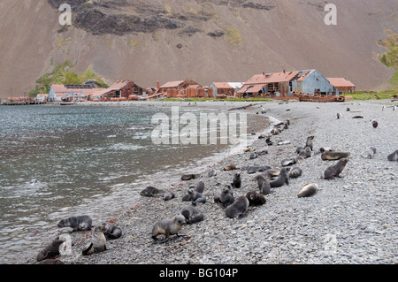 Pelz Dichtungen vor der alten Walfangstation in Stromness Bay, Südgeorgien, Süd-Atlantik Stockfoto