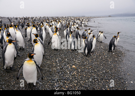 König Penguins, Salisbury Plain, Südgeorgien, Süd-Atlantik Stockfoto