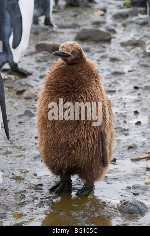 König Pinguin Küken, Salisbury Plain, Südgeorgien, Süd-Atlantik Stockfoto