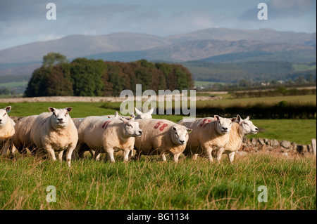 Schafherde in schottischen Landschaft Beltex Stockfoto