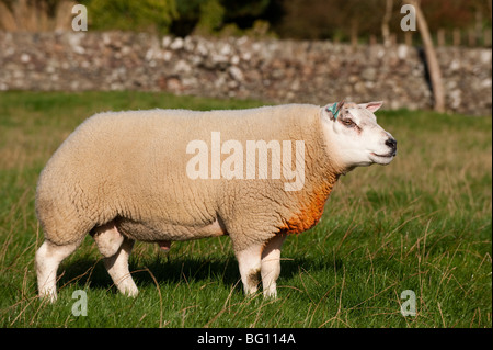 Beltex Ram in schottischen Landschaft Stockfoto