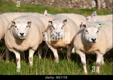 Schafherde in schottischen Landschaft Beltex Stockfoto