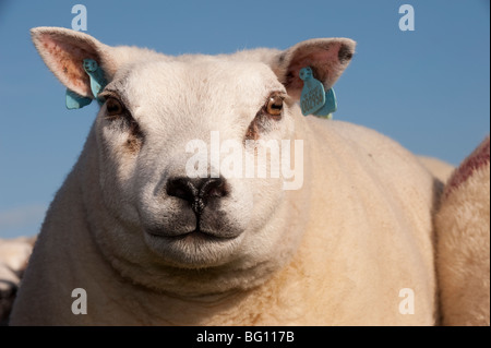 Beltex Schafe in schottischen Landschaft Stockfoto