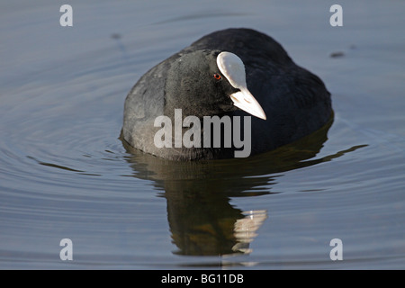 Erwachsenen Blässhuhn (Fulica Atra) an einem See, Blick auf den Fotografen Stockfoto