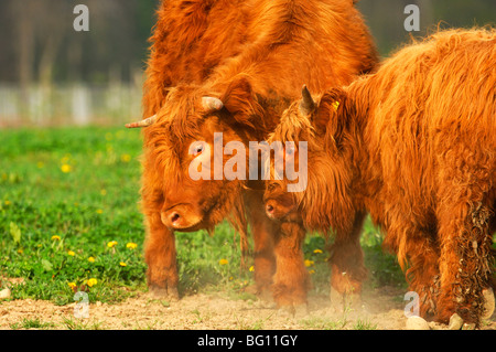 Zwei Kälber testen ihre Stärke, Highland Cattle, Rutland Stockfoto