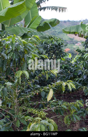 Kaffeebohnen wachsen auf der Rebe, Recuca Kaffee, in der Nähe von Armenia, Kolumbien, Südamerika Stockfoto