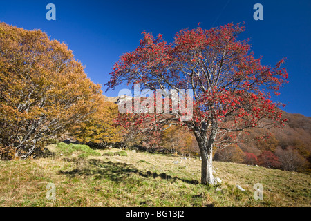 Im Herbst, eine europäische Rowan (Sorbus Aucuparia) im Chaudefour-Tal. Sorbier Dans la Vallée de Chaudefour, En Automne. Stockfoto